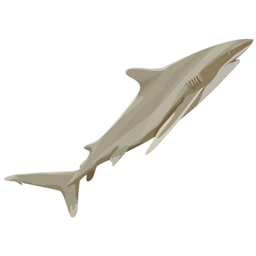 Under the Sea Theme Whitetip Shark Transparent Sticker